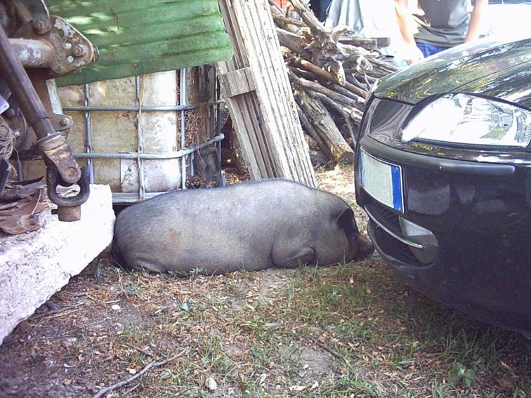 147+scrofa.jpg