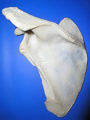 180px-Scapula_post.jpg