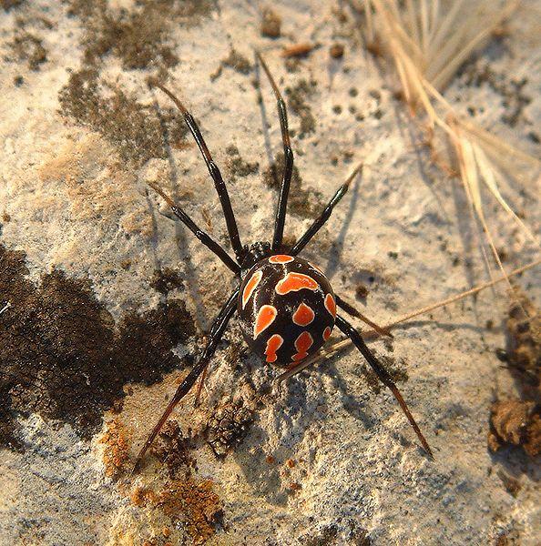 594px-Latrodectus_tredecimguttatus_female.jpg