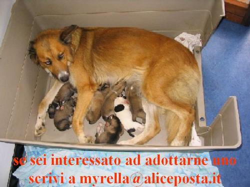 appello.jpg