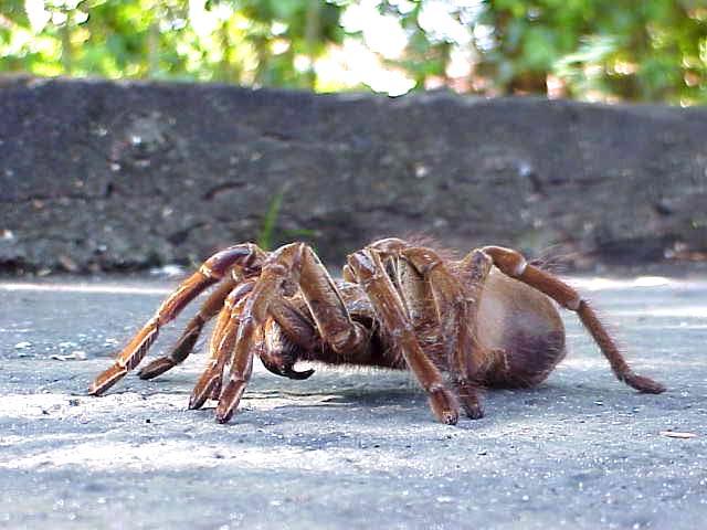 aranha_theraphosa%20_blondi.jpg