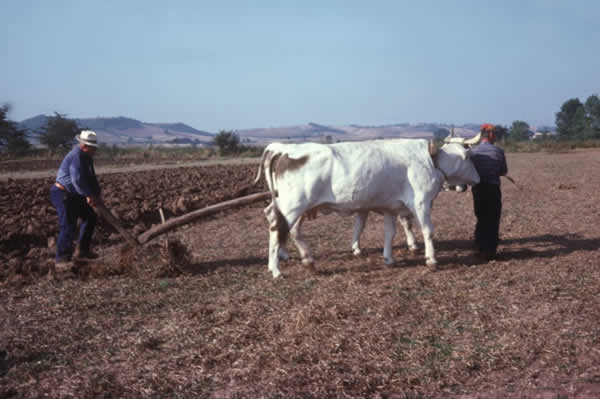 aratro_buoi.jpg