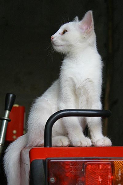 bianco.jpg