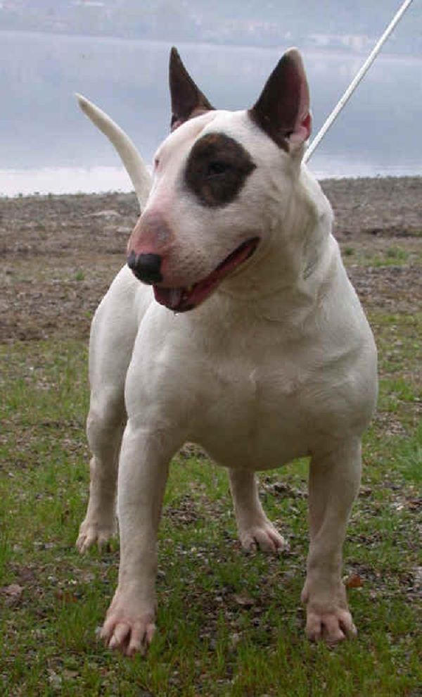 bullterrier1.jpg