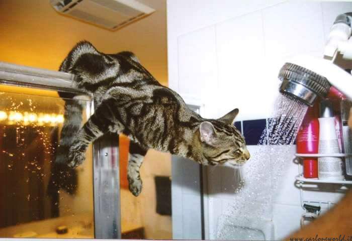 cat-needs-a-drink.jpg