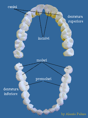 denti.gif