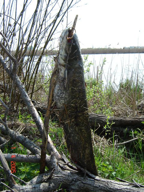 DSC00159.jpg