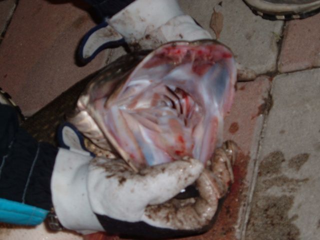 DSCF0066.jpg