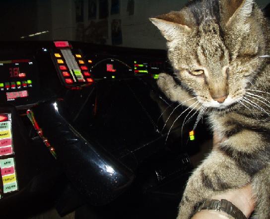 gatto%20kitt.jpg