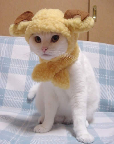gattocuf.jpg
