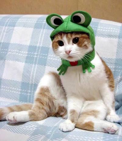 gattocuffia.jpg