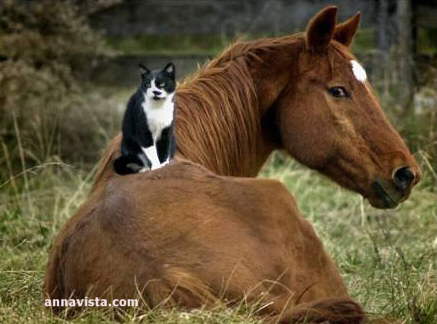gattoecavallo.jpg