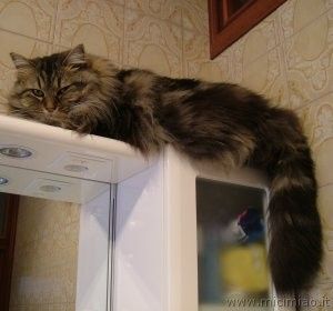 gattoequilibrista.jpg