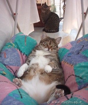 gattogrosso.jpg