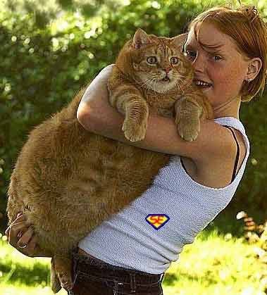 gattone.jpg