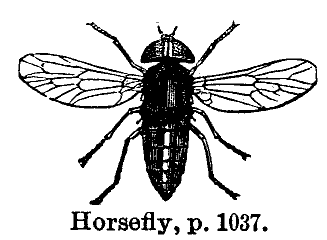 Horsefly_p-1037.gif