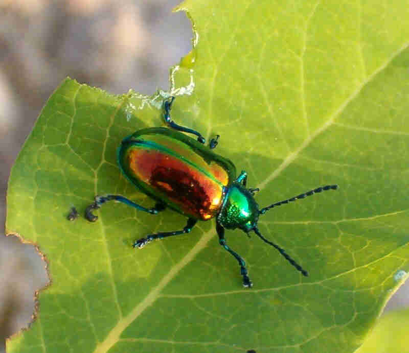 iridescent%20beetle.jpg