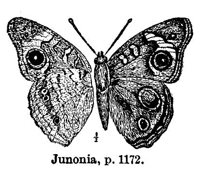 Junonia_p-1172.gif