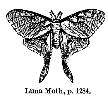 Luna_Moth_p-1284.gif