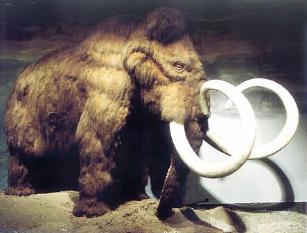 mammut.jpg