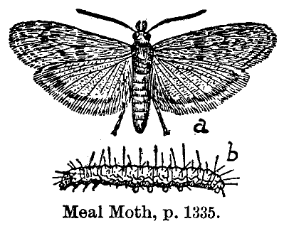 Meal_Moth_p-1335.gif