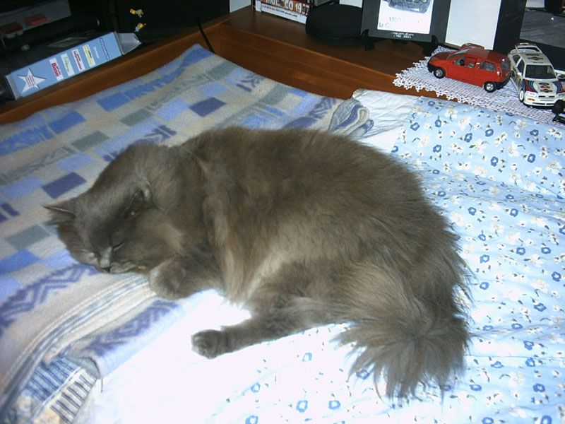 MOZART_LETTO_MAX.jpg
