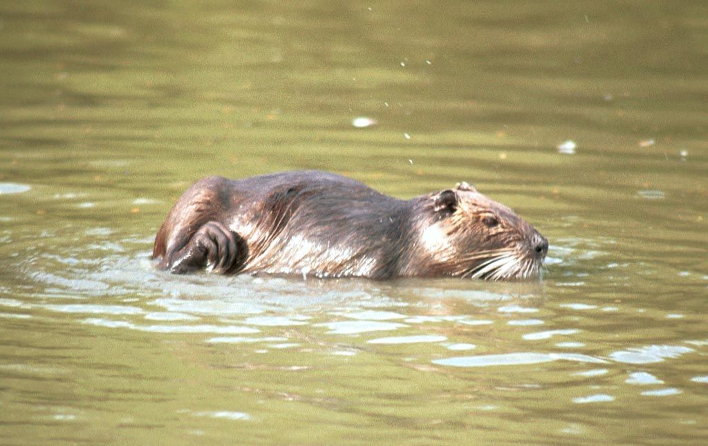 N-%20Nutria%207.jpg