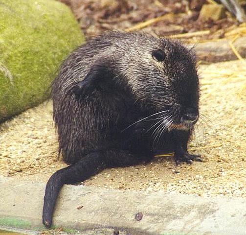 nutria.jpg