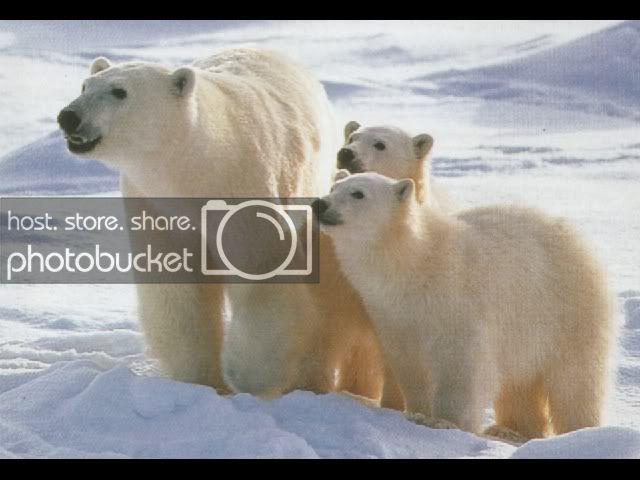orso_polare_famiglia.jpg