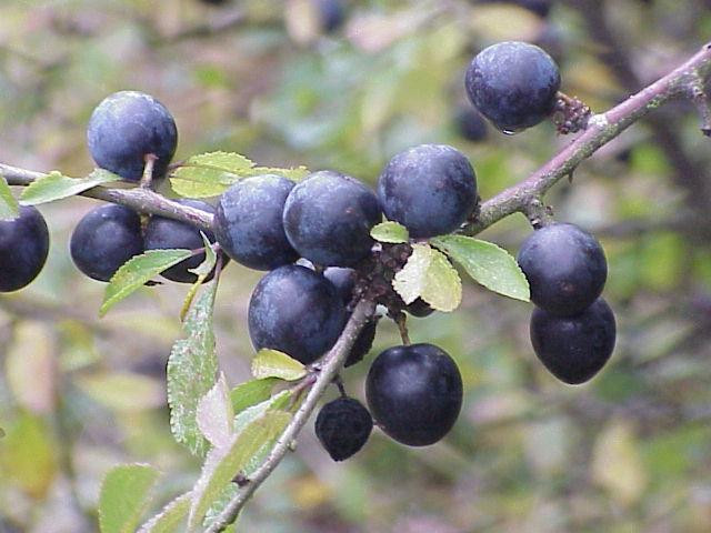 Prunus_spinosa2.jpg