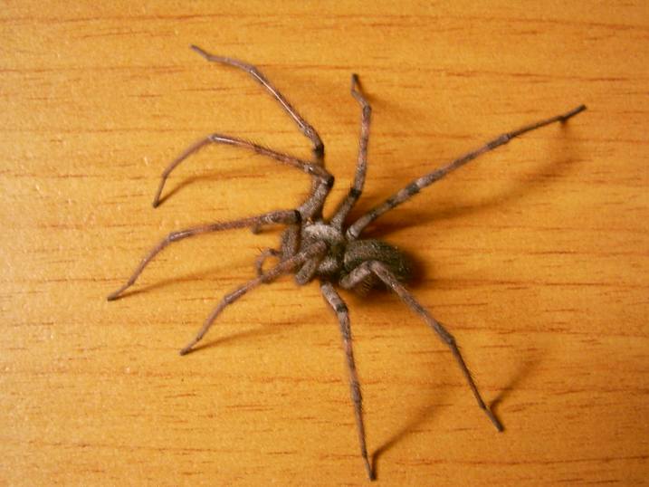 Tegenaria%20gigantea6.jpg