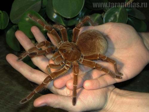 Theraphosa_blondi_3_foto.jpg