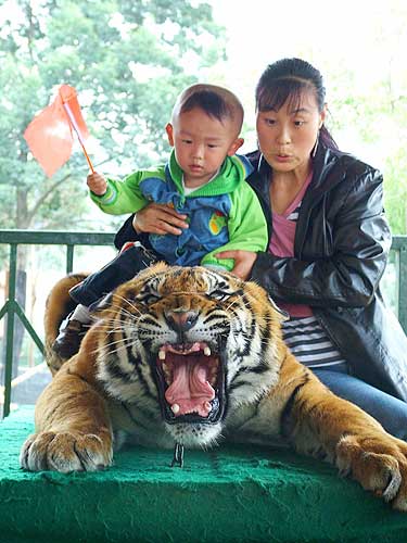 TIGRE.jpg