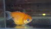 pesce.jpg