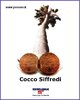 cocco_siffredi.jpg